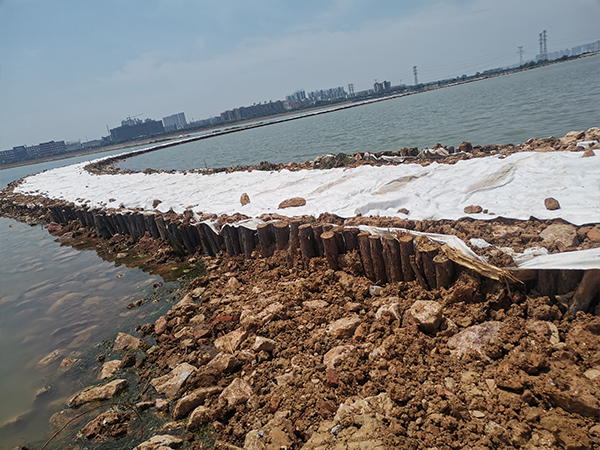 河道松木桩