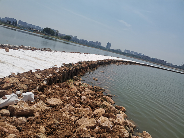 河道松木桩